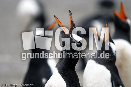 Eselspinguin (70 von 97).jpg